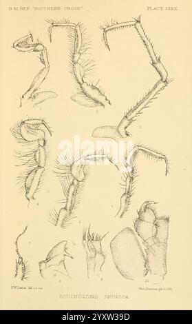 Bericht, auf, die, Sammlungen, von, natürlich, Geschichte, hergestellt, in, die, Antarktis, Regionen, während, während der Reise der "Southern Cross", London, 1902, Antarktis, Botanik, wissenschaftlich, Expeditionen, Süd, Kreuz, Schiff, Zoologie, Echinozone, Spinosa, Elsie, Wilkins, Sexton, Frauen, in der Wissenschaft, diese Illustration zeigt eine Reihe detaillierter anatomischer Studien, die die Anhängsel und Körperstrukturen der Stachelhäuter-Spezies Echinocone spinosum zeigen. Jeder beschriftete Abschnitt hebt verschiedene Merkmale hervor, darunter verschiedene Formen von Wirbelsäulen und Gliedmaßen, die für die Identifizierung und das Verständnis entscheidend sind Stockfoto