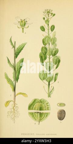 Billeder af nordens Flora. v.1 København, G.E.C. Gad's Forlag, 1917-1927, Plants, Finnland, Skandinavien, der New York Botanical Garden, Bildwerke, Thlaspi arvense, die Illustration zeigt verschiedene Stufen und Merkmale der Pflanze Thlaspi arvense, auch bekannt als Feldpennycress. Das Bild enthält fünf verschiedene Abschnitte Stockfoto