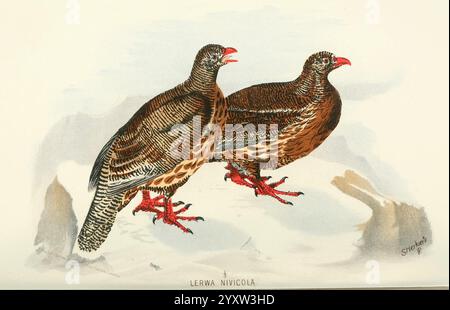 Indische, Sporting, Birds, London, Francis, Edwards, 1915, Vögel, Wild und Game, Birds, India, die Illustration zeigt zwei auffallend detaillierte Vögel, die ihr unverwechselbares Gefieder und ihre lebendige Farbe zeigen. Ihre Körper sind mit komplizierten Mustern verziert, während ihre Köpfe hoch gehalten werden und ein Gefühl von Wachheit zeigen. Die Vögel sitzen auf einer felsigen Oberfläche, mit ihren robusten Beinen und scharfen Klauen, die ihre Anpassungsfähigkeit an raues Gelände vermuten lassen. Die Kulisse deutet auf eine natürliche Umgebung hin, die die Darstellung dieser Vogeltiere in ihrem Lebensraum verbessert. Ihre Haltungen konv Stockfoto