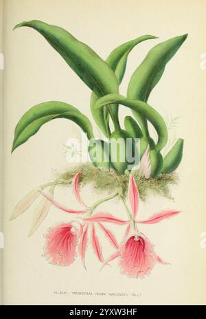 Les orchidées, Paris, J. Rothschild, 1880, Europa, Orchideen, Orchideenkultur, Trichopilia marginata, Eine botanische Illustration, die eine Pflanze mit breiten, langen grünen Blättern zeigt, die aufrecht wachsen und eine üppige Kulisse schaffen. Unter den Blättern sind zarte Blüten mit rosa und weißen Blüten anmutig angeordnet. Jede Blüte hat eine markante, gesäumte Lippe, die einen Hauch von Eleganz verleiht. Die Komposition hebt sowohl das Laub als auch die komplizierten Details der Blüten hervor und unterstreicht die Schönheit und Komplexität dieser Pflanzenart. Dezente grüne Akzente im Hintergrund deuten auf einen natürlichen Lebensraum hin. Stockfoto