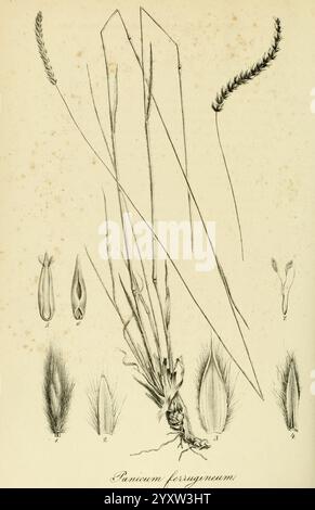 Art Graminum, Petropoli, Impensis Academiae Imperialis Scientiarum, 1828-1836, Gramineae, Bildwerke, Gräser, die Abbildung zeigt eine detaillierte botanische Studie von Panicum ferrugineum, die verschiedene Teile der Pflanze zeigt. In der Mitte sind die langen, schlanken Grashalme sichtbar, die das Laub darstellen. Um sie herum zeigen einzelne Segmente die Struktur der Blütenstände, einschließlich der Spikelets und ihrer charakteristischen Merkmale, wie die Zierhaare und Samen. Jeder beschriftete Abschnitt gibt Einblicke in die Morphologie der Art und betont deren un Stockfoto