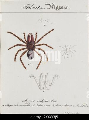 Monographia Aranearum = Monographie der Spinnen, Nürnberg, Lechner,[182, Museen Victoria, Spinnen, Spinnen, Arachnida, Franz von Paula Schrank, Atypus Sulzerii, Atypus, Sulzeri, Piceus, Purse, Web, Araneae, Taxonomie: Family= Atypidae, Taxonomie: binominal= Atypus piceus, Purse Web Spinnengewächse, Araneae, die Abbildung zeigt eine detaillierte Darstellung einer Spinnenart, die verschiedene anatomische Merkmale zeigt. Oben zeigt eine auffällige Darstellung den Körper der Spinne, wobei die besondere Färbung und die Beinstruktur hervorgehoben werden. Im Folgenden bieten zwei zusätzliche Ansichten einen Einblick in die s Stockfoto