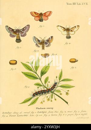 Die Schmetterlinge in Abbildungen nach der Natur, Leipzig, T.O. Weigel, 1829-1839, Europe, Schmetterlinge, Schmetterlinge, Bildwerke, die Illustration zeigt eine Vielzahl von Falter und ihre Lebensstadien. Oben sind mehrere Motten abgebildet, von denen jeder mit einer Figurennummer beschriftet ist, die ihre einzigartigen Flügelmuster und -Farben hervorhebt. Unter diesen Exemplaren sind zwei Entwicklungsstadien dargestellt: Die Puppe und die Larve, die im Detail dargestellt werden. Ein mit Blättern geschmückter Zweig bietet einen natürlichen Kontext, der die Darstellung der raupe verstärkt, die in prominenter Form dargestellt wird und ihre komplizierte PA offenbart Stockfoto