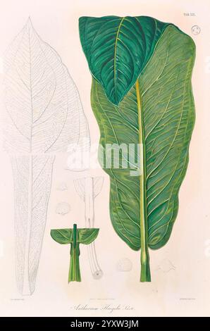 Icones Aroidearum Vindobonae 1857 Araceae Bildwerke Aroids Anthurium huegelii, die Illustration zeigt ein großes, lebendiges Blatt der Pflanzenart Anthurium andreanum. Die detaillierte Darstellung hebt die komplexen Adern und die Textur des Blattes hervor und betont seine üppige grüne Farbe und seine beträchtliche Größe. Neben dem Primärblatt befinden sich kleinere Skizzen, die die Blütenstruktur der Pflanze und andere botanische Merkmale veranschaulichen und einen umfassenden Überblick über die Art bieten. Auf dem Etikett unten ist der wissenschaftliche Name angegeben, der zum allgemeinen pädagogischen Kontext des Stücks beiträgt. Stockfoto