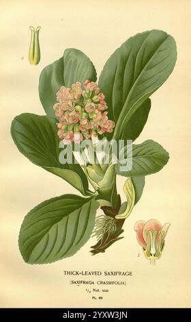 Lieblings-, Blumen-, Garten- und Greenhouse, London und New York, Frederick, Warne, &, Co, 1896-97, Frankreich, 19. Jahrhundert, Ikonen, Blumenzucht, Chromolithographie, Pflanzen, Zierpflanzen, Bergenia, crassifolia, die Illustration zeigt eine dickblättrige Saxfrage, wissenschaftlich bekannt als Saxifraga crassifolia. Es zeigt eine robuste Pflanze mit großen, grünen Blättern, die eine leicht wachsige Textur haben. In der Mitte blühen zarte rosafarbene Blüten, die einen lebhaften Kontrast zum Laub bilden. Begleitend zur Hauptpflanze wird eine detaillierte Darstellung einer einzelnen Blume gezeigt, die hervorhebt Stockfoto