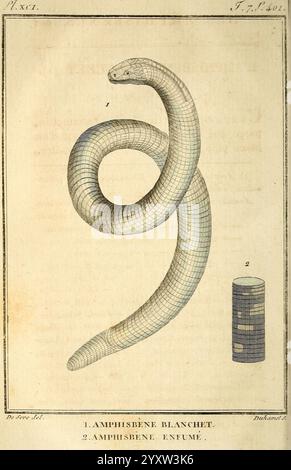 Histoire naturelle, générale et particulière, des reptiles A Paris, de l’Imprimerie de F. Dufart, an X-XI [1802-1803] Anatomie Evolution Bildwerke Reptilien Schlange, Eine wissenschaftliche Illustration, die zwei Arten von Amphisbaeniden, allgemein bekannt als Wurmechsen, darstellt. Die erste Probe mit der Bezeichnung „1.jpg,'“ wird in gewickelter Position gezeigt, wodurch ihr langgezogener, zylindrischer Körper und die glatte Hautstruktur hervorgehoben werden. Das zweite Exemplar, gekennzeichnet als 2.jpg,', wird neben einem zylindrischen Objekt dargestellt, möglicherweise für einen Skalenvergleich, wodurch Größe und Form der Art hervorgehoben werden. Die detaillierte Ätzung zeigt den Stockfoto