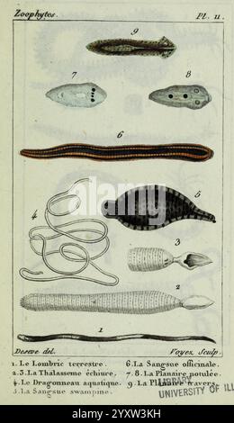 Atlas des zoophytes, Paris, Roret, libraire rue Hautefeuille, au Coin de celle du battoir, annelida, Atlanten, Cnidaria, Echinodermata, Aale, Helminthen, Würmer, diese pädagogische Illustration zeigt verschiedene Zoophytenarten, jede mit ihrer entsprechenden Zahl akribisch gekennzeichnet. Zu den ausgestellten Organismen gehören langgezogene Formen, die Würmern ähneln, und flache, bandförmige Formen, die auf Wasserlebewesen hinweisen. Bemerkenswerte Darstellungen zeigen Details ihrer Texturen und Strukturen mit verschiedenen Mustern, die Anpassungen an ihre Umgebung vorschlagen. Die Etiketten weisen auf bestimmte Namen hin, wie z. B. ''LE Stockfoto