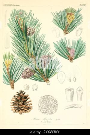 Icones florae Germanicae et Helveticae, Simul Pedemontanae, Tirolensis, Istriacae, Dalmaticae, Austriacae, Hungaricae, Transylvanicae, Moravicae, Borussicae, Holsaticae, Belgicae, Hollandicae, ergo Mediae Europae, Lipsiae, F. Hofmeister, 1834-1912, v. 1, 1850, Europa, Bildwerke, Pflanzen, die Illustration zeigt aufwändig detaillierte botanische Studien der Douglasie, die verschiedene Elemente des Baumes zeigen. In der Mitte sind die Kiefernnadeln in leuchtendem Grün dargestellt, begleitet von mehreren Kiefernzapfen in verschiedenen Reifestadien, die ihre einzigartigen Formen und Texturen veranschaulichen. S Stockfoto