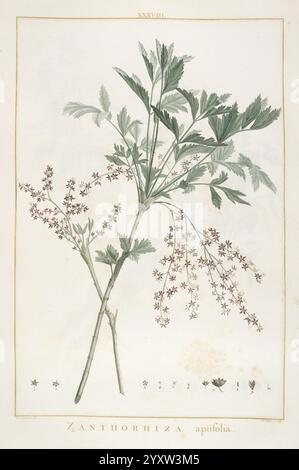 Stirpes novae, Parisiis, ex typographia Philippi-Dionysii Pierres, 1784-85, Pflanzen, Eine botanische Illustration zeigt die Pflanzenart Zanthorrhiza apifolia. Die Komposition zeigt zwei unterschiedliche Zweige, von denen einer Haufen von zarten, sternförmigen Blüten und der andere durch üppige, gelappte Blätter gekennzeichnet ist. Die komplizierten Details betonen die feinen Texturen des Laubs und die Anordnung der Blumen. Unterhalb der Abbildung ist der Name der Art elegant eingeschrieben, begleitet von kleinen Darstellungen der Merkmale der Pflanze, die ihre botanische Bedeutung unterstreichen. Stockfoto