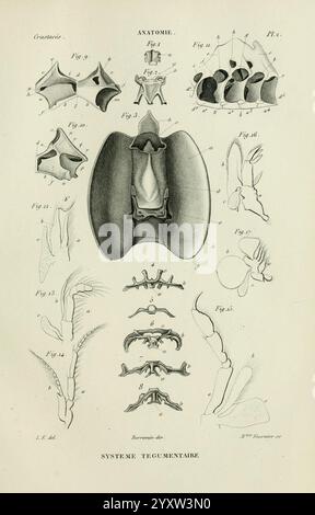 Histoire naturelle des crustacés, Paris, Librairie encyclopédique de Roret, 1834-1840, Anatomie, Crustacea, Physiologie, schaaldieren, Taxonomie, eine komplizierte Illustration, die verschiedene anatomische Strukturen darstellt und sich auf das tegumentäre System konzentriert. Die Zusammensetzung enthält detaillierte Wirbelfiguren, die verschiedene Typen und ihre Konfigurationen zeigen. Jede nummerierte Figur ist akribisch beschriftet, um dem Betrachter eine Referenz zu geben. Zusätzlich werden Elemente, die die Skelettstruktur und möglicherweise die Weichteilverbindungen darstellen, einbezogen, was die Komplexität und Wechselbeziehung unterstreicht Stockfoto