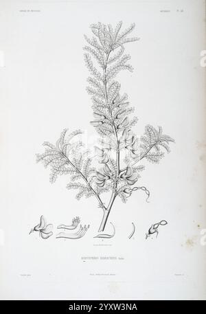 Tentamen florae Abyssinicae Parisiis Arthus Bertrand 1847-1851.jpg, Eine botanische Illustration, die eine detaillierte Untersuchung der empfindlichen Struktur der Acacia longifolia-Pflanze zeigt. Die zentrale Figur zeigt die Pflanze mit ihren langen Zweigen, die mit kleinen Blütenblumen verziert sind. Detaillierte Darstellungen der einzelnen Blüten und ihrer Fortpflanzungsteile sind unter der Hauptabbildung dargestellt, die die Feinheiten der Anatomie der Pflanze hervorheben. Feine Linien und Schattierungen betonen die Textur und Form der Blätter und Blüten und bieten einen umfassenden Überblick über diese Art. Stockfoto