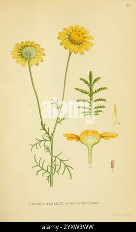 Billeder af nordens Flora. v.1 København, G.E.C. Gad's Forlag, 1917-1927, Plants, Finnland, Skandinavien, der New York Botanical Garden, Bildwerke, Cotantinctoria, Eine Darstellung der Anthemis tinctoria, allgemein bekannt als Färberkamille. Die Abbildung zeigt zwei leuchtend gelbe Blüten auf langen Stängeln, begleitet von detaillierten Darstellungen der Blätter der Pflanze. Die Zusammensetzung enthält numerische Anmerkungen, die verschiedenen Teilen der Blüte entsprechen, wie der Blüte, den Blättern und der Struktur des Blütenkopfes. Die komplizierte Linienführung hebt die botanischen Merkmale hervor, Stockfoto