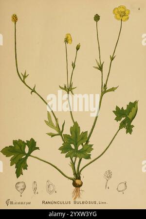 Amerikanisch, medizinisch, Pflanzen, New York, Boericke & Tafel, c1887, Botanik, medizinisch, USA, Ranunkulus bulbosus, medizinische Botanik, diese Illustration zeigt den Ranunculus bulbosus, allgemein bekannt als bauchige Butterblume. Die Pflanze hat einen schlanken grünen Stiel, der mehrere hellgelbe Blüten trägt, die jeweils eine schmale Form aufweisen. Unterhalb der Blüten sind die Blätter tief gelappt und haben eine satte grüne Farbe, die von der Basis des Stängels ausstrahlt. Die Hauptabbildung der Pflanze wird durch detaillierte Skizzen der Knollenwurzel, Samen und Teile der Blüte ergänzt, die einen umfassenden Überblick bieten Stockfoto