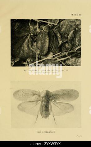 Insecte, Life, London, A. & C. Black, Ltd, 1921, Arthropoda, Entomologie, Laborhandbücher, Arthropod, die Platte zeigt zwei unterschiedliche Abbildungen, die verschiedene Insektenarten zeigen. Im oberen Teil befindet sich eine unter toten Blättern getarnte Lappet-Motte, die ihre schützende Färbung veranschaulicht, die es ermöglicht, sich nahtlos in die Umgebung einzufügen. Darunter zeigt eine detaillierte Darstellung einer riesigen Kakerlake ihre einzigartigen Merkmale und gibt Einblicke in die Anatomie und Eigenschaften dieses häufig anzutreffenden Insekts. Jede Abbildung wird durch einen beschrifteten Text zur weiteren Identifizierung ergänzt Stockfoto