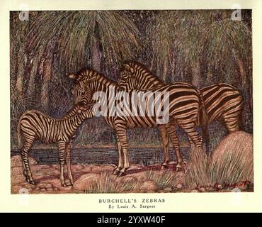 Die wilden Tiere der Welt, London, [1909?], Zebra, Zoologie, Tierverhalten Equus burchellii, die Szene zeigt eine Gruppe von drei Burchell-Zebras, die nebeneinander in einer natürlichen Umgebung stehen. Die markanten schwarz-weißen Streifen bilden einen auffälligen Kontrast zum Hintergrund, der eine weiche, strukturierte Vegetation aufweist, die mit der Zebras-Färbung harmoniert. Die Haltung der Zebras deutet auf ein Gefühl von Ruhe und Wachheit hin, da sie scheinen, als würden sie weiden oder ihre Umgebung beobachten. Subtile Details in ihren Mänteln und die umgebende Flora verleihen der Szene Tiefe und Interesse und erfassen sie Stockfoto