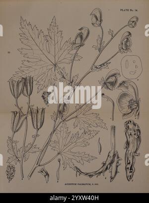 Indische Heilpflanzen, Bahadurganj, Indien, Sudhindra Nath Basu, Büro Pâninî, 1918, Indien, Botanical Medical, Botanical Medical, diese detaillierte Abbildung zeigt die Pflanze Aconitum palmatum, allgemein bekannt als palmately-lapped Busshood. Die Zusammensetzung zeigt verschiedene Teile der Pflanze, einschließlich ihrer gelappten Blätter, die durch tiefe Einbuchtungen gekennzeichnet sind. Mehrere Blütenstängel, die mit einzigartigen röhrenförmigen Blüten verziert sind, sind in verschiedenen Phasen der Blüte dargestellt. Zusätzlich enthält die Zeichnung beschriftete Abschnitte, die die Struktur von Seeds und anderen reproduktiven Merkmalen zeigen und informative Informationen liefern Stockfoto