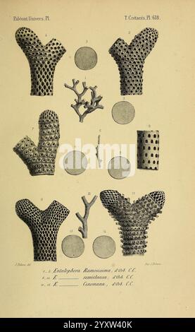 Paléontologie francaise, Paris, Chez l'auteur, 1840-1894, Frankreich, Paläontologie, Jura, Tertiär, Kreidezeit, Paläobotanik, Fossilien von Weichtieren, Seeigeln, Fossilien. die Abbildung zeigt eine Sammlung von wirbellosen Meerestieren, die sich speziell auf verschiedene Formen von Korallen und ihre strukturellen Eigenschaften konzentrieren. Das Arrangement umfasst mehrere detaillierte Darstellungen von Korallenformationen, die die komplizierten Texturen und Formen ihrer Skelettstrukturen zeigen. Jedes Exemplar ist nummeriert, was spezifische Beispiele für Arten wie Endophyllora Ramossiana und andere angibt Stockfoto