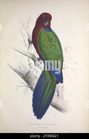 Illustrationen der Familie der Psittacidae oder Papageien, London, herausgegeben von E. Lear, 1832, Papageien, Bildwerke, Edward Lear, Edward Lear, Ornithologie, Vögel, Ein leuchtender grüner und roter Papagei thront anmutig auf einem Ast und zeigt sein markantes Gefieder. Der Vogel, der wissenschaftlich als Platycercus tabuanus identifiziert wurde, hat einen langen Schwanz mit tiefblauen Tönen, was sein farbenfrohes Aussehen noch verstärkt. Die detailreiche Abbildung zeigt die komplizierten Muster der Federn, wobei der hellrote Kopf einen schönen Kontrast zum grünen Körper bildet. Um den Papagei herum sind zarte Blätter, Emphas Stockfoto