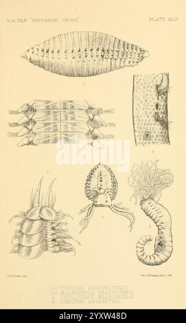 Bericht, auf, die, Sammlungen, von, natürlich, Geschichte, hergestellt, in, die, Antarktis, Regionen, während, während der Reise der "Southern, Cross.", London, 1902, Antarktis, Botanik, Zoologie, Wissenschaft, Expeditionen, Südstaaten, Kreuz, Schiff, die Illustration zeigt verschiedene Meeresorganismen und zeigt ihre einzigartigen Strukturen und anatomischen Merkmale. Der obere Abschnitt zeigt einen verlängerten, segmentierten Körper mit detaillierten Texturen. Unten sind verschiedene Arten dargestellt, die jeweils charakteristische Merkmale wie Anhängsel, Schalengebilde und Körpermuster aufweisen. Auf den Etiketten sind bestimmte Teile des Organismus angegeben Stockfoto