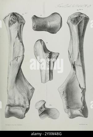 Transaktionen der Zoologischen Gesellschaft von London. London, veröffentlicht für die Zoological Society of London von Academic Press, Zoology, zeigt diese Illustration detaillierte anatomische Zeichnungen verschiedener Knochenstrukturen. Die Zusammensetzung umfasst mehrere unterschiedliche Knochenformen, von denen jede mit Zahlen zur Identifizierung gekennzeichnet ist. Unter ihnen sind die größten Knochen so positioniert, dass sie ihre komplizierten Konturen und Texturen zeigen und Einblicke in ihre physischen Eigenschaften geben. Die Zeichnung hebt die Komplexität der Skelettanatomie hervor und zeigt Merkmale wie Gelenke und Gelenkpunkte, die e sind Stockfoto