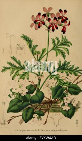 Belgique, Gartenbau, Lüttich, Botanik, Gartenbau, Zeitschriften, Pflanzen, die Illustration zeigt eine lebendige Darstellung von zwei verschiedenen blühenden Pflanzen. An der Vorderseite zeigt ein zarter Stab rosa-rote Blüten mit jeweils fünf Blütenblättern, die charakteristisch für die Gattung Geranium sind, insbesondere Geranium Quinquelobum. Diese Blüten werden durch üppiges, grünes Laub mit Palmatblättern ergänzt, die eine gezackte Kante aufweisen. Stockfoto