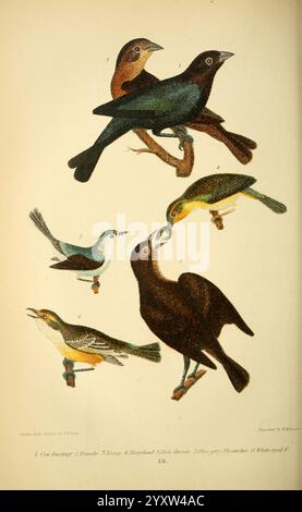 Amerikanische Ornithologie oder die Naturgeschichte der Vögel der Vereinigten Staaten, Petter & Galpin [187-], Birds, United States, Geothlypis trichas, Polioptila caerulea, Molothrus ater, Braunköpfiger Cowbird, Gelbschlauchröhre, Vireo griseus, Weißaugen Vireo, blau-graue Gnatcatcher, Eine atemberaubende Illustration, die eine Vielzahl von Vogelarten zeigt, jede in leuchtenden Farben und detaillierten Details dargestellt. Die Komposition enthält einen auffälligen schwarzen Vogel, der auf einem Ast thront, sowie kleinere Singvögel in Blau- und Gelbtönen. In einem anderen Teil des Bildes ist ein Vogel zu sehen, der einen jüngeren Begleiter, Highli, füttert Stockfoto