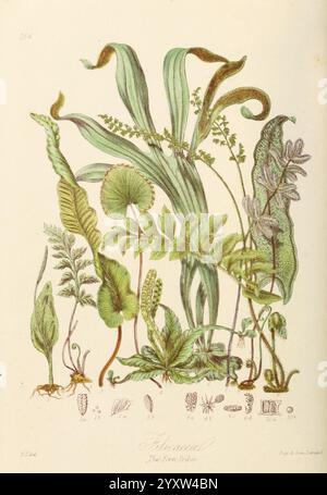 Illustrations of the Natural Orders of Plants with Groups and Descriptions, London, Sampson Low, Son und Marston, 1868, Botanik, Bildwerke, Frauen in der Wissenschaft, Elizabeth Twining, Elizabeth Twining, Eine vielfältige Auswahl an botanischen Illustrationen zeigt verschiedene Farnarten und Blattpflanzen. Die Komposition besteht aus langgestreckten Wedeln, zarten Blättern und komplizierten Details ihrer Strukturen, die die einzigartigen Texturen und Formen jeder Pflanze hervorheben. An der Basis sind kleinere Laub- und Wurzelsysteme dargestellt, die die Komplexität und den Reichtum der Pflanzen betonen. Das Arrangement-Präse Stockfoto