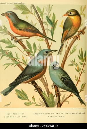 Das illustrierte Buch von Kanaren und Käfigvögeln, britisch und fremd, Petter, Galpin & Co, [1878?], Käfigvögel, Kanarischen Inseln, Museum für vergleichende Zoologie, Vögel, Ornithologie, die Illustration zeigt eine Vielzahl von bunten Vögeln, die zwischen zarten Zweigen thront. Auf der linken Seite heben sich die markanten Orange- und Rosa-Töne des Rosenschnabels neben den sanften Blautönen des Common Bluebird auf der rechten Seite hervor. Unten zeigt ein gelbbbäuchiger Lidthrix seinen lebhaften gelben Unterbauch, während der Indigo Bunting einen kräftigen blauen Akzent in die Szene setzt. Jeder Vogel ist sorgfältig beschriftet und markiert seine Stockfoto