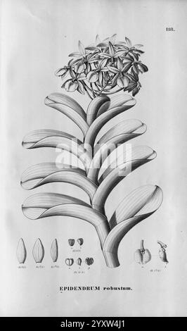 Flora brasiliensis, enumeratio plantarum in Brasilia hactenus detectarum. Monachii et Lipsiae [München & Leipzig], R. Oldenbourg, 1840-1906, Brasilien, Deutschland, Gravur, Botanik, 1840, Uncoloriert, Botaniker, Bildwerke, grafische Medien, eine Illustration des Epidendrum Robustum, die seine charakteristischen strukturellen Merkmale zeigt. Das Kunstwerk hebt den zentralen Blütenstachel hervor, der mit kleinen, komplizierten Blüten verziert ist. Um die Blüten herum sind breite, längliche Blätter, die sich unter dem Blütenstand ausbreiten. Die beigefügten Strichzeichnungen am unteren Rand zeigen die verschiedenen Phasen der Anlage Stockfoto