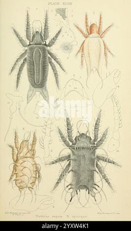 British, Oribatidae, London, The Ray Society, 1884-1888, Großbritannien, Milben, Arachnida, Oribatidae., Eine detaillierte Abbildung mit verschiedenen anatomischen Darstellungen von Meeres- und Wasserorganismen. Das Bild zeigt mehrere Arten und hebt deren Besonderheiten hervor. Im Zentrum der Zusammensetzung wird ein größeres Exemplar mit markierten Teilen identifiziert, was seine anatomische Struktur betont. Um sie herum befinden sich kleinere Figuren, die verschiedene Lebensstadien oder verwandte Formen demonstrieren, die alle aufwändig gezeichnet und kommentiert sind, um Klarheit zu schaffen. Die Anordnung veranschaulicht die Vielfalt innerhalb der Gruppe, c Stockfoto