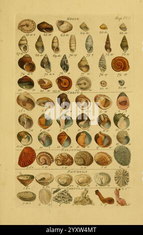 Index Testaceologicus London Willis and Sotheran 1856 Mollusks Muscheln, eine illustrierte Sammlung, die eine Vielzahl von Muscheln zeigt, organisiert in verschiedenen Reihen und Abschnitten. Die obere Hälfte zeigt mehrere Arten von Gastropoden, von denen jede mit einer Zahl gekennzeichnet ist, die ihrer Identifizierung entspricht. Leuchtend farbige Schalen zeigen einzigartige Muster und Formen, von Spiralen bis hin zu flachen Formen. Die untere Hälfte zeigt eine Auswahl von Muscheln und anderen Weichtieren, einschließlich ihrer charakteristischen Merkmale und Texturen. Jede Schale wird akribisch gerendert, wodurch die komplizierten Details und die Vielfalt hervorgehoben werden Stockfoto