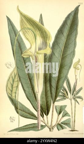 Curtis's Botanical Magazine, London, New York, Botanical Illustration, Botanical Zeitschriften, Bildwerke, Pflanzen-Zierwerke, Matilda Smith, Frauen in Wissenschaft, diese Illustration zeigt eine auffällige Pflanze, die sich durch ihre markante röhrenförmige Blüte auszeichnet, die zarte Gelb- und Grüntöne zeigt. Die Blume ist von großen, üppigen Blättern umgeben, die einen lebhaften Kontrast erzeugen. Die komplizierten Details der Pflanze betonen ihre einzigartige Struktur, einschließlich der elegant gewellten Blütenblätter und der glatten, langen Blätter. Kleine Knospen sind in der Nähe der Basis zu sehen, was auf neues Wachstum und Vitalität hindeutet. Über Stockfoto