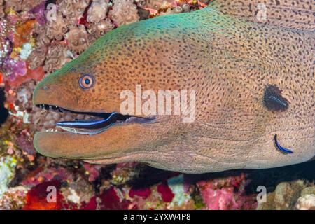 Reinigungsstation, gewöhnlicher Reiniger Labroides dimidiatus, Reinigung Riesenmoräne, Gymnothorax javanicus, Port Ghalib, Marsa Alam, Ägypten, Rotes Meer, In Stockfoto