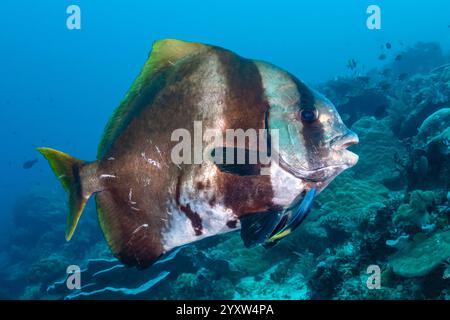 Gefiederte Fledermausfische, Platax pinnatus, an einer Reinigungsstation, Raja Ampat, West Papua, Indonesien, Indo-Pazifik Stockfoto