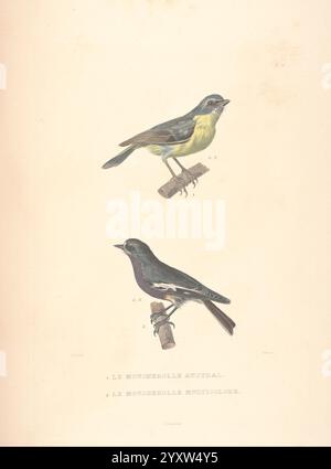 Journal de la Navigation autour du Globe, de la frégate La Thétis et de la corvette L'Espérance, Anhänger les années 1824, 1825 et 1826, Paris, A. Bertrand, 1837. Beschreibung und Reise, L'Espérance Corvette, wissenschaftliche Expeditionen, Südamerika, Thétis Fregatte, auf Reisen um die Welt zeigt die Illustration zwei unterschiedliche Vogelarten, die auf Holzzweigen thront. Der obere Vogel, bekannt als Le Moucherolle Austral, zeigt einen leuchtend gelben Bauch, der von olivgrünen Flügeln und einem etwas dunkleren Kopf ergänzt wird. Darunter zeigt „Le Moucherolle Multicolore“ eine gedämpftere Palette, ein Zeichen Stockfoto