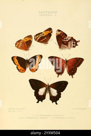 Abbildungen neuer Arten exotischer Schmetterlinge London, John Van Voorst, 1856-1876, Schmetterlinge, geografische Verteilung, lepidoptera, Bildwerke, Speziation, diese Illustration zeigt eine Sammlung von sechs verschiedenen Schmetterlingsarten aus der Gattung Pronophila, die in zwei Reihen angeordnet sind. In der oberen Reihe sind drei Schmetterlinge mit verschiedenen orangefarbenen und braunen Flügelmustern zu sehen, die ihre einzigartigen Designs zeigen. Die untere Reihe zeigt drei weitere Schmetterlinge in kräftigeren Schoko-Braun- und leuchtendem Orange-Tönen, mit detaillierten Mustern, die die komplizierten Skalen auf ihrem Flügel hervorheben Stockfoto