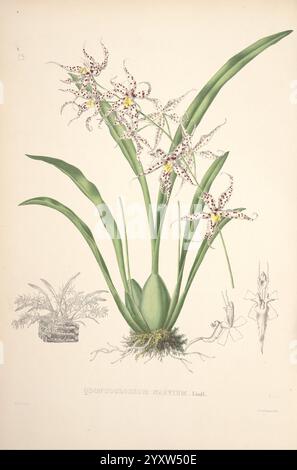 Pescatorea Bruxelles M. Hayez 1860 Orchidaceae, die Illustration zeigt das exquisite Edorchoglossum falcifolium mit seinen markanten Blüten, die sich durch langgezogene Blütenblätter mit charakteristischen Flecken auszeichnen. Die Pflanze weist breite Blätter auf, die anmutig von der Basis ausstrahlen. Die zentrale Darstellung der blühenden Pflanze wird durch kleinere Illustrationen ergänzt, die verschiedene Perspektiven beschreiben, darunter eine kompliziertere Ansicht der Blätter und eine Nahaufnahme der floralen Struktur, die das komplizierte Design und die Texturen jedes Elements hervorhebt. Diese botanische Studie fängt die Eleganz von t ein Stockfoto