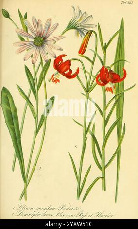 Gartenflora, Erlangen, F. Enke, 1852-1940, Botanik, Gartenbau, Deutschland, Zeitschriften, Pflanzen, Zierpflanzen, Smithsonian, Bibliotheken, Seite 40134368, Pflanze, Blume, eine wunderschön illustrierte botanische Komposition mit zwei verschiedenen Arten von Blumen. Auf der linken Seite befindet sich eine Gruppe von zarten Gänseblümchen mit weißen Blüten und einem Hauch von Rosa, die ein hellgelbes Zentrum zeigen. Neben ihnen erheben sich elegante blaue und weiße Blüten anmutig, deren trompetenartige Struktur einen Hauch von Charme verleiht. Auf der rechten Seite heben sich die markanten roten Blüten einer Lilie mit ihren geschwungenen Blütenblättern und satten Farben deutlich hervor. Th Stockfoto