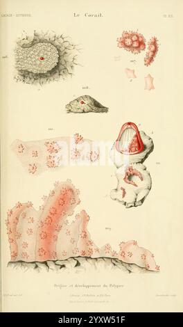 Histoire naturelle du corail, Paris, J.B. Ballière, 1864, Algerien, Korallenindustrie und -Handel, Korallen, Museum of Comparative Zoology, diese Illustration zeigt verschiedene Stadien und Strukturen der Korallen und zeigt sowohl ihre komplizierten Formen als auch ihre Entwicklungsphasen. Die nummerierten Abschnitte zeigen verschiedene Arten von Polypen und ihre Konfigurationen und zeigen Details wie Texturen und Muster auf den Korallenoberflächen. Die Überschrift oben zeigt den Titel Le Corail, während der untere Abschnitt die Entstehung und Entwicklung der Polypen angibt, was die biologische Bedeutung dieser Meeresorg unterstreicht Stockfoto