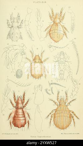 British Oribatidae London The Ray Society 1884-1888 Great Britain Milben Arachnida Oribatidae, diese Abbildung zeigt eine detaillierte anatomische Untersuchung verschiedener Arten innerhalb der Gattung Hypesochomus. Jedes Exemplar ist akribisch mit entsprechenden Nummern versehen, die unterschiedliche morphologische Merkmale aufweisen. Das Diagramm enthält Darstellungen der Körperstrukturen, Beine und Eiformen, die die komplizierten Details dieser Arthropoden betonen. Das Kunstwerk dient als pädagogische Referenz und hebt die Vielfalt und Komplexität innerhalb der Gattung hervor und veranschaulicht gleichzeitig die Bedeutung von entomologischem Stockfoto