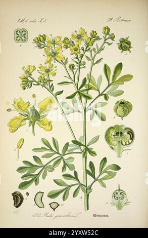 Prof. Dr. Thomé's Flora von Deutschland, Österreich und der Schweiz, in Wort und Bild, für Schule und Haus, mit Tafeln von Walter Müller. Gera-Untermhaus, F.E. Köhler, 1886-1934, Österreich, Cryptogamia, Floras, Deutschland, Pflanzen, Schweiz, Rutaceae, Ruta graveolens, diese Illustration zeigt eine botanische Studie der Pflanze Ruta graveolens, allgemein bekannt als Rue. Die zentrale Darstellung zeigt die zarten gelben Blüten der Pflanze und die charakteristischen gefiederten grünen Blätter. Die Hauptdarstellung umgibt detaillierte anatomische Ansichten der Pflanze, einschließlich Abschnitte der Früchte, Samen, Stockfoto