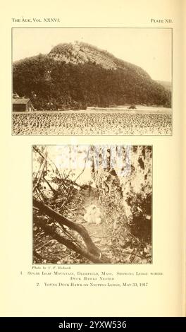 Die Auk Washington, D.C. American Ornithologists' Union etc. 1884 Vogelzeitschriften, das Bild zeigt zwei verschiedene Szenen, die Natur und Tierwelt zeigen. Der obere Teil zeigt den Sugar Loaf Mountain in Deerfield, Massachusetts, der sich durch eine dichte, üppige Landschaft auszeichnet, die eine beeindruckende natürliche Kulisse bildet. Unten verlagert sich der Fokus auf ein Nest mit jungen Entenfalken, das am 30. Mai 1917 gefangen wurde und die Verwundbarkeit und Schönheit des Vogellebens in ihrem natürlichen Lebensraum, eingebettet in felsige Spalten, unterstreicht. Die Komposition veranschaulicht die Verbindung zwischen dem zerklüfteten Gelände und seiner Inhaberschaft Stockfoto