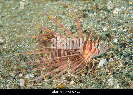 Rotfeuerfisch, Pterois volitans, Jungtiere, Mabini, Anilao, Batangas, Luzon Island, Philippinen, Pazifik Stockfoto