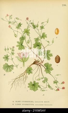 Billeder af Nordens Flora, København, G.E.C. Gad, 1901-1903 [d. h. 1907], Bildwerke, Pflanzen, Skandinavien, die Illustration zeigt zwei botanische Exemplare der Gattung Geranium, insbesondere Geranium molle (Blod Storkeneb) und Geranium pusillum (Liden Storkeneb). Die detaillierte Darstellung zeigt die komplizierten Strukturen der einzelnen Anlagen. Auf der linken Seite (A) ist Geranium Molle mit ihren charakteristischen Blättern und Blüten dargestellt. Die Pflanze ist mit blühenden Knospen und offenen Blüten dargestellt, die die zarte Blütenblattstruktur und Blattanordnung aufweisen. Auch das Root-System ist sichtbar, Showc Stockfoto