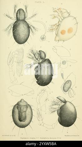 British, Oribatidæ, London, The Ray Society, 1884-1888, Großbritannien, Milben, Arachnida, Oribatidae., eine pädagogische Illustration mit verschiedenen Arten von Arachniden und Krebstieren, sorgfältig gekennzeichnet und für Studien angeordnet. Im oberen Abschnitt werden detaillierte anatomische Merkmale verschiedener Arachnien hervorgehoben und komplizierte Strukturen wie Köpfe, Körper und Anhängsel dargestellt. In der folgenden Abbildung werden mehrere Krebstiere mit Schwerpunkt auf ihren einzigartigen Formen und Eigenschaften dargestellt. Jedes Exemplar ist als Referenz nummeriert, wodurch es sich als wissenschaftliche Ressource zur Identifizierung eines eignet Stockfoto