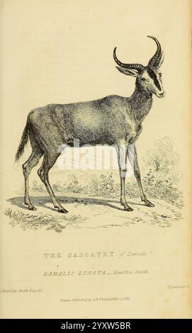 Das Tierreich London, gedruckt für G.B. Whittaker, 1827-1835, Zoologie, sassaby, damalis lunata, Damaliscus lunatus, Tessebe, Topi, Tiang, Antilope, Charles Hamilton Smith, Thomas Landseer, Eine detaillierte Abbildung eines Dickhornschafes mit seinen charakteristischen geschwungenen Hörnern und seiner robusten Bauweise. Das Tier steht auf einem grasbewachsenen Gelände, umgeben von karger Vegetation, die auf seinen natürlichen Lebensraum hinweist. Auf der linken Seite spiegelt sich eine ruhige Landschaft mit sanften Hügeln und weit entfernten Bäumen wider. Unter der Abbildung ist der Titel „THE BASSAULT“ deutlich sichtbar neben dem Namen „DANIELS & SUTTIE“, sug Stockfoto