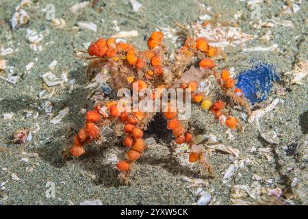 Anmutige Dekorateurkrabbe, Oregonia gracilis, mit orangefarbenen Sozial-Tunicate, Metandrocarpa taylori, Discovery Passage, Salish Sea, Campbell River, Vancouv Stockfoto