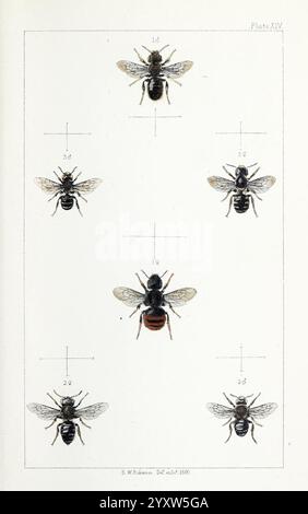 British Bees, London, L. Reeve & Co, 1866, Bees, Großbritannien, Hymenoptera, die Abbildung zeigt eine detaillierte Untersuchung von sechs verschiedenen Bienenexemplaren, die ihre unterschiedlichen physikalischen Eigenschaften zeigen. Jede Probe ist mit einer entsprechenden Nummer gekennzeichnet, die bestimmte Merkmale zur Identifizierung angibt. Das Arrangement hebt Variationen in der Körperstruktur, Farbgebung und Flügelmuster hervor und bietet eine klare Referenz für Entomologen und Enthusiasten gleichermaßen. Die künstlerische Darstellung betont die komplizierten Details jeder Biene, von der Textur ihrer Körper bis hin zu den charakteristischen Markierungen, die diese Stockfoto