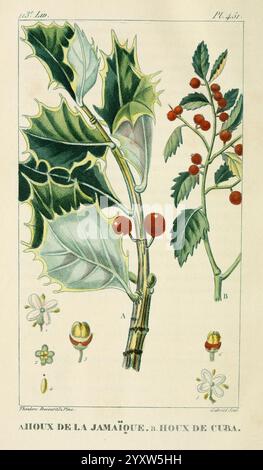 Flore pittoresque et médicale des Antilles, Paris, Pichard, 1821-1829, Pflanzen, West Indies, die Abbildung zeigt die botanische Darstellung der Jamaica holly mit ihren charakteristischen gezackten Blättern und leuchtend roten Beeren. Die Hauptpflanze ist mit detaillierten Zeichnungen verschiedener Elemente versehen: Den Blüten, den Beeren und einem Querschnitt des Samens. Diese wissenschaftliche Darstellung hebt die Merkmale der stechpalme hervor, die mit „A“ für die Blätter und „B“ für die Beeren gekennzeichnet ist, und zeigt sowohl die Schönheit als auch die Feinheiten dieser Art. Das Arrangement betont die botanischen Details essen Stockfoto