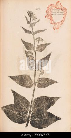 Flora Berolinensis, Berlin, die Schule, 1757-1758, Asclepias vincetoxicum, Berlin, Botanik, Deutschland, Naturdrucke, Bildwerke, Pflanzen, Exemplare, das Bild zeigt eine illustrierte botanische Darstellung einer Pflanze mit detaillierten Blättern, einem prominenten Stamm und blühenden Komponenten. Das Exemplar scheint präzise erfasst zu werden und hebt seine verschiedenen Merkmale hervor, wie die Form und Textur der Blätter und die Anordnung der Blüten. In der oberen rechten Ecke befindet sich ein dekoratives Emblem oder Siegel, begleitet von handschriftlichen Notizen, die den Namen oder die Klassifizierung der Pflanze angeben können Stockfoto